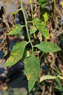 Destructive: Septoria Leaf Spot on Tomato