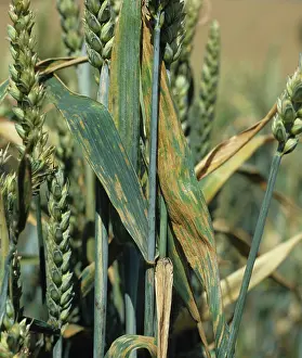 Lesions: Septoria leaf spot wheat flagleaves