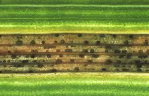 Tritici: Septoria leaf spot on wheat leaf