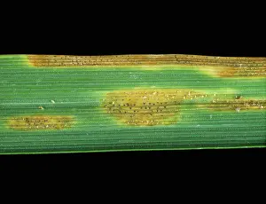 Lesions: Septoria leaf spot on wheat leaf