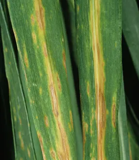 Lesions: Septoria leaf spot on wheat leaves