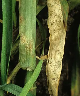 Blight: Septoria Leaf Spot on Wheat leaves