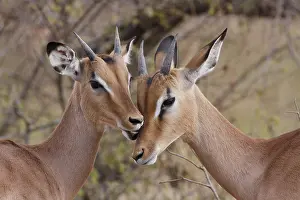 Transborder: Sequence of grooming between two young male Impala