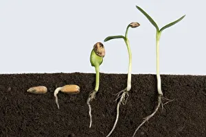 Sprouting: Sequence of sunflower (Helianthus annuus) seeds going throug