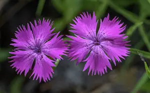 Bob Gibbons: Sequier's Pink, Dianthus seguieri, in flower in