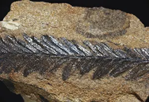 Tertiary: Sequoia Fossil