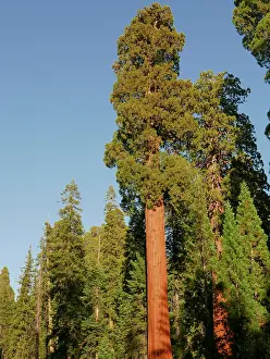 Fire: Sequoia National Park, California