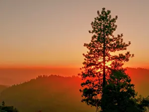 Sheppard: Sequoia National Park, California