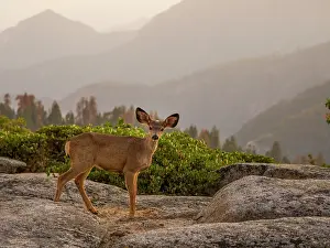 Mule: Sequoia National Park, California