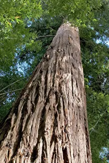 Sequoias: Sequoia Tree - looking up at trunk - 130 years old