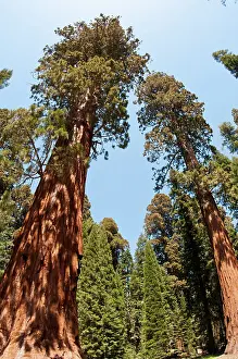 Giants: Sequoia Trees
