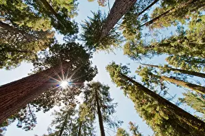 Giants: Sequoia Trees