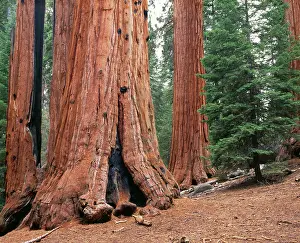 Redwood: SEQUOIA / Wellingtonia / Sierra / Giant Redwood Tree