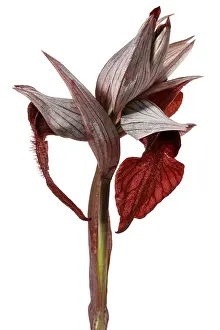Vegetal: Serapias cordigera - on white - Galicia, Spain