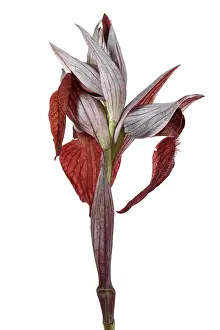 Vegetal: Serapias cordigera - on white - Galicia, Spain