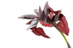 Vegetal: Serapias cordigera - on white - Galicia, Spain