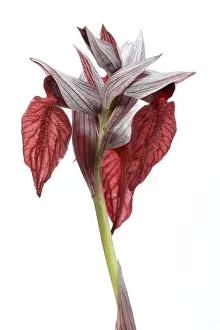 Vegetal: Serapias cordigera - on white - Galicia, Spain