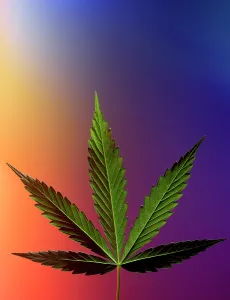 Illegal: Serbia, Belgrade. Marijuana leaf