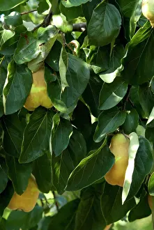 Produce: Serbia, Donji Milanovac. Port city along