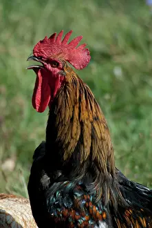 Crowing: Serbia, Donji Milanovac. Port city along