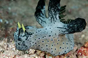 Notodoris: Serena's Notodoris Nudibranch