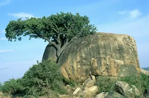 Ficus: Serengeti Kopje