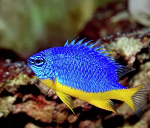 Sergeant: Sergeant-major Fish