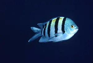 Major: SERGEANT MAJOR FISH
