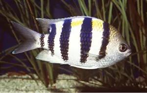 Stripes: SERGEANT MAJOR FISH