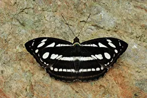 Sergeant: Sergeant - Nymphalid butterfly