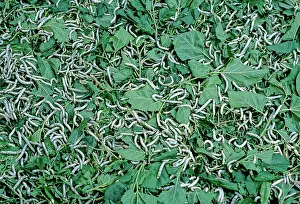 Rearing: Sericulture: Silkworm-rearing in Cambodia