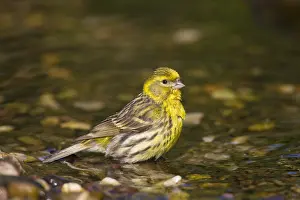 Serins: Serin - bathing male - Germany