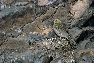 Gillean White: Serin - female at nest