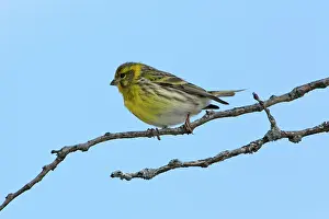 Serins: Serin - male bird on branch