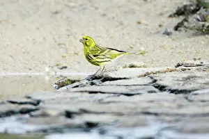 Serins: Serin - male drinking from river