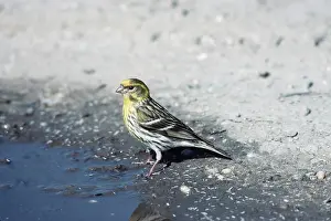 Maureen Brown: SERIN - near edge of water