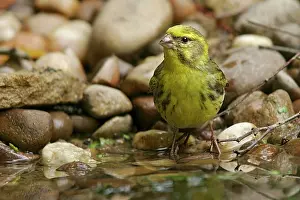 Serins: Serin