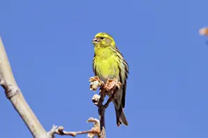Serins: Serin
