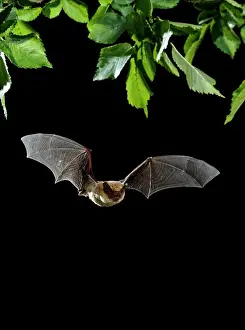 Creepy: Serotine Bat in flight at night