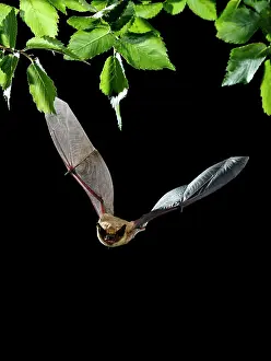 Creepy: Serotine Bat in flight at night