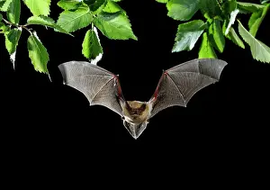 Creepy: Serotine Bat in flight at night