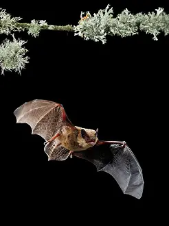 Creepy: Serotine Bat in flight at night