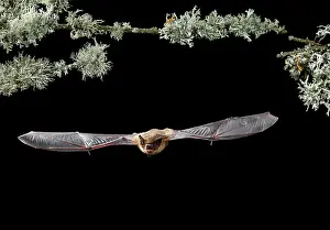 Creepy: Serotine Bat in flight at night