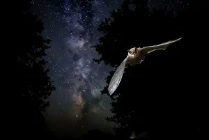 Creepy: Serotine Bat in flight at night with the Milky Way