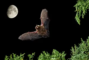Creepy: Serotine Bat in flight at night with the Moon in background