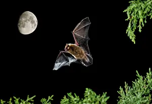 Creepy: Serotine Bat in flight at night with the Moon in background