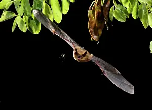 Creepy: Serotine Bat in flight at night with prey