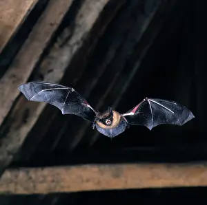 Bats: Serotine Bat - in flight in rafters