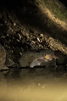 Temporary: Serotine Bat - in flight above a temporary pond