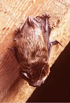 Bats: SEROTINE BAT - hanging on wood beam